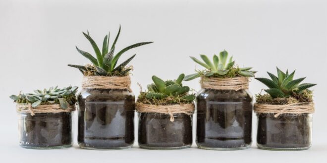 12 PLANTAS QUE EMITEN ENERGÍA POSITIVA EN TU HOGAR