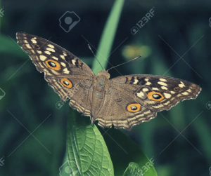 QUE SIGNIFICA UNA MARIPOSA MARRÓN EN LA CASA