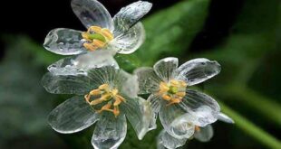 la flor de cristal diphylleia grayi