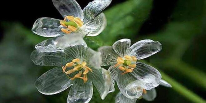 la flor de cristal diphylleia grayi