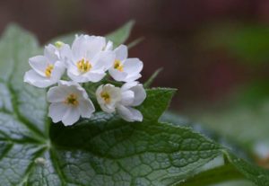 diphylleia grayi