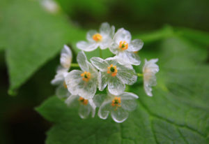 la flor de cristal