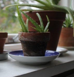 7 PLANTAS QUE AYUDAN A ALIVIAR EL ESTRÉS Y LA ANSIEDAD