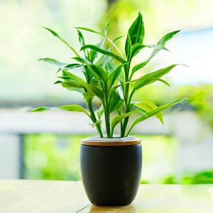 7 PLANTAS QUE AYUDAN A ALIVIAR EL ESTRÉS Y LA ANSIEDAD