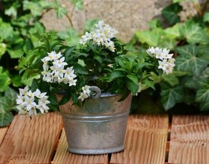 7 PLANTAS QUE AYUDAN A ALIVIAR EL ESTRÉS Y LA ANSIEDAD