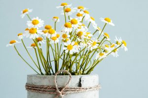 7 PLANTAS QUE AYUDAN A ALIVIAR EL ESTRÉS Y LA ANSIEDAD