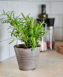 7 PLANTAS QUE AYUDAN A ALIVIAR EL ESTRÉS Y LA ANSIEDAD
