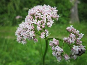 7 PLANTAS QUE AYUDAN A ALIVIAR EL ESTRÉS Y LA ANSIEDAD
