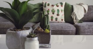 FENG SHUI: APRENDE COMO USAR LA ENERGÍA DE LAS PLANTAS