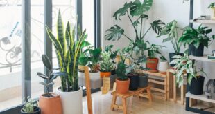 15 plantas de interior que limpian tu aire