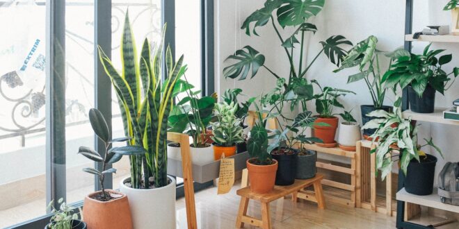 15 plantas de interior que limpian tu aire