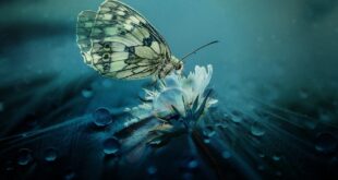 EL PODER DE LA MARIPOSA, SÍMBOLO DE TRANSFORMACIÓN