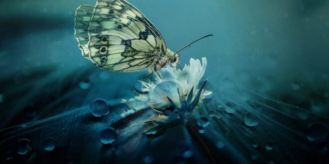 EL PODER DE LA MARIPOSA, SÍMBOLO DE TRANSFORMACIÓN