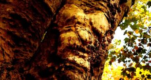PAREIDOLIA: VER ROSTROS DONDE NO LOS HAY