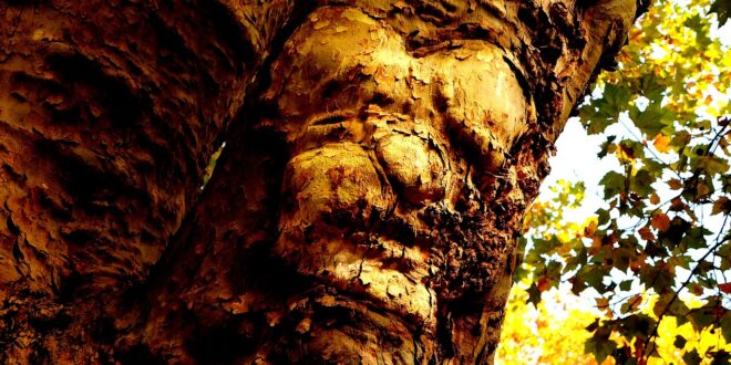 PAREIDOLIA: VER ROSTROS DONDE NO LOS HAY