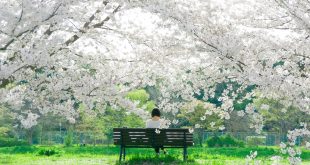 SAKURA: LEYENDA JAPONESA SOBRE EL AMOR