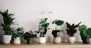 5 OBJETOS QUE PUEDES TENER EN CASA SEGÚN EL FENG SHUI