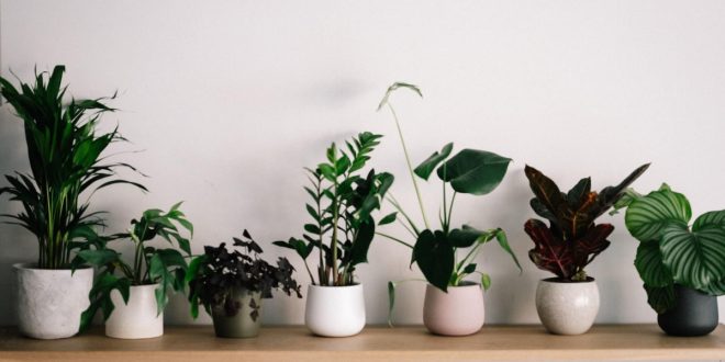 5 OBJETOS QUE PUEDES TENER EN CASA SEGÚN EL FENG SHUI