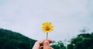 EL EFECTO DE LA GRATITUD EN NUESTRA SALUD