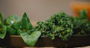 VERDURAS VERDES PARA CONTROLAR EL COLESTEROL