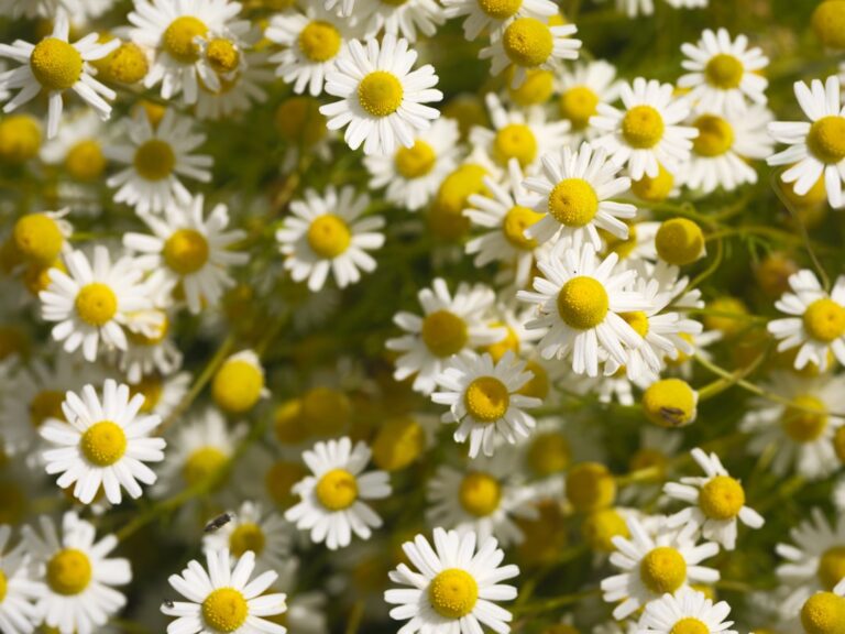 Flores blancas y hierbas verdes relacionadas con preparaciones tradicionales de bienestar