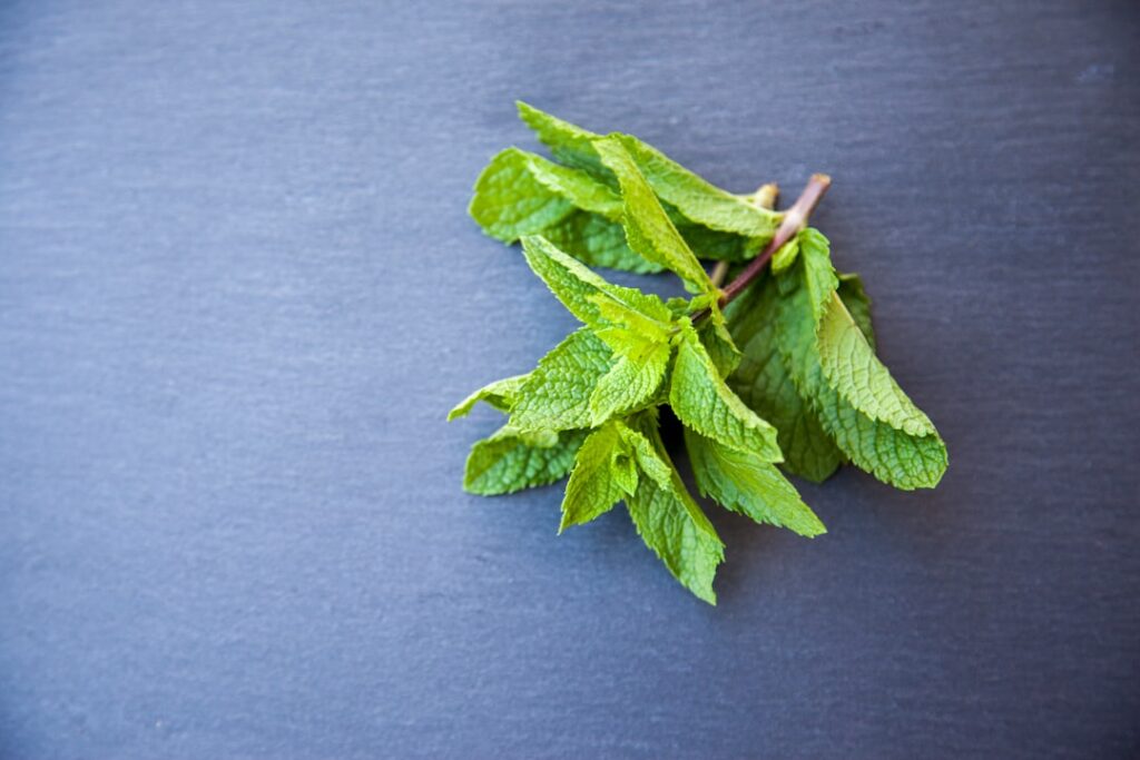 Hojas frescas de menta para preparar una infusión