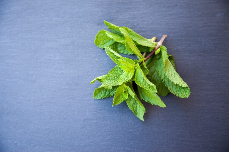 Hojas frescas de menta para preparar una infusión